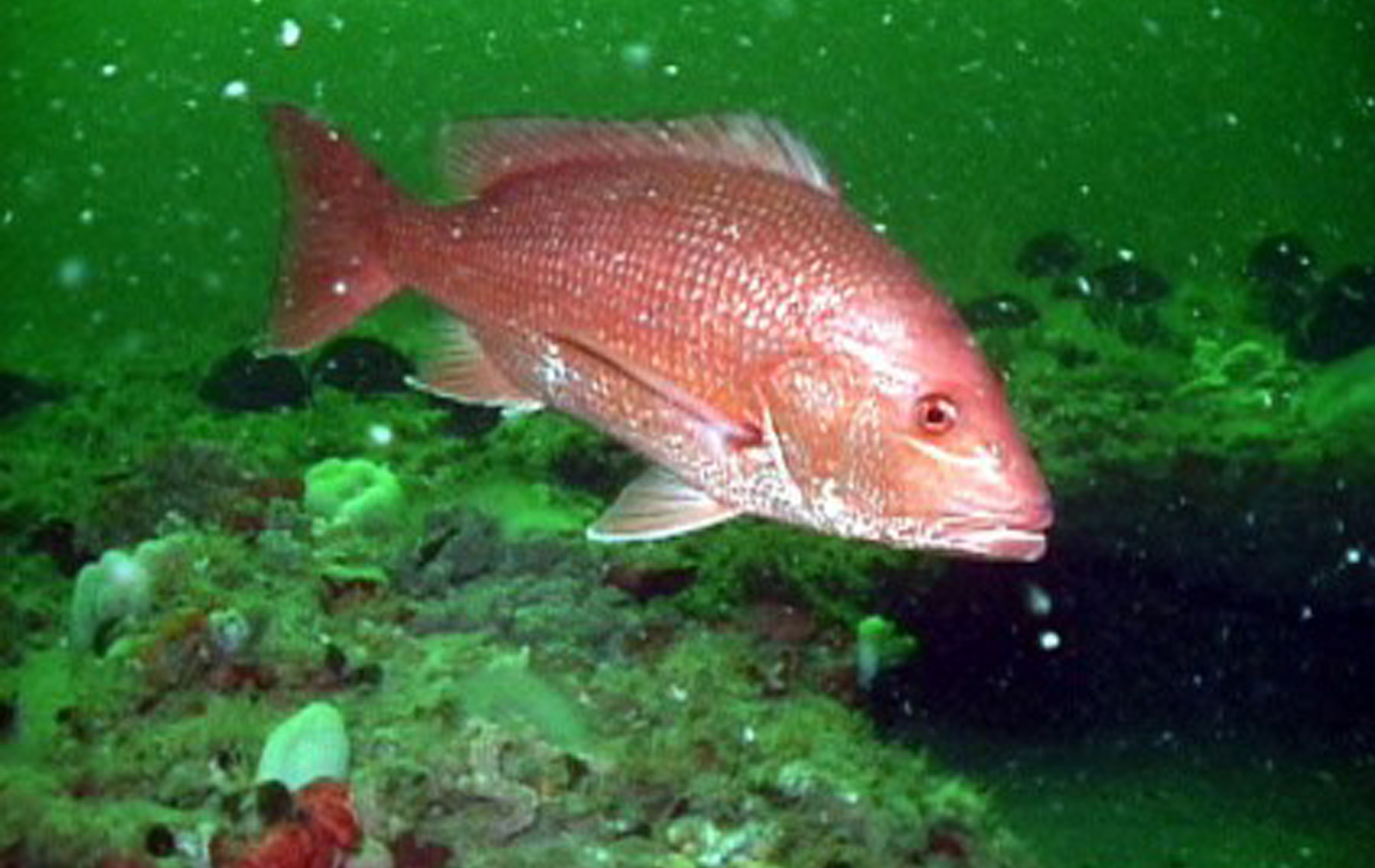 red snapper bengali name